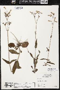 Penstemon laxiflorus image