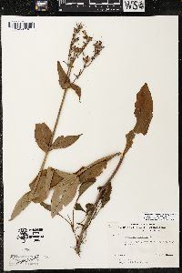 Penstemon canescens image