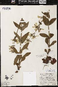 Penstemon canescens image