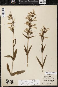 Penstemon canescens image
