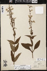 Penstemon canescens image