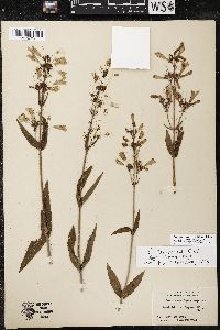 Penstemon canescens image