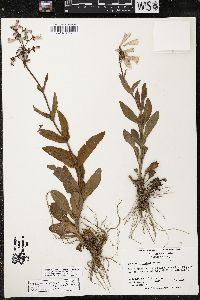 Penstemon canescens image