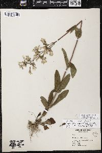 Penstemon brevisepalus image