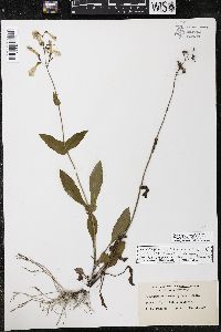 Penstemon brevisepalus image