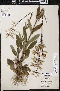 Penstemon brevisepalus image