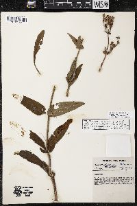 Penstemon brevisepalus image