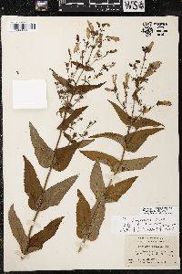 Penstemon canescens image