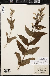 Penstemon canescens image