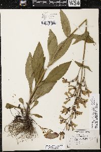 Penstemon canescens image