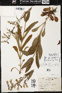 Penstemon canescens image