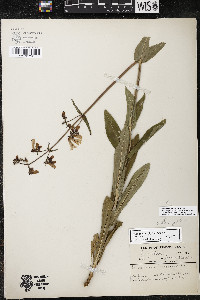 Penstemon pallidus image