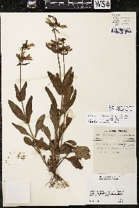 Penstemon canescens image
