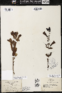 Penstemon eriantherus var. eriantherus image