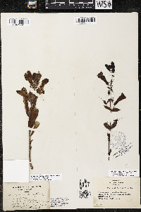 Penstemon ellipticus image