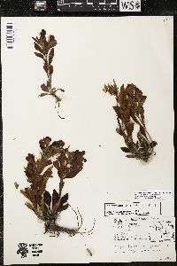 Penstemon eriantherus image