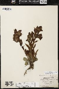 Penstemon eriantherus image
