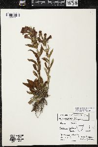 Penstemon eriantherus image