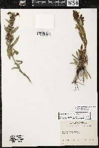 Penstemon eriantherus image