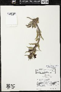 Penstemon eriantherus image