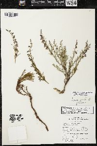 Penstemon linarioides image