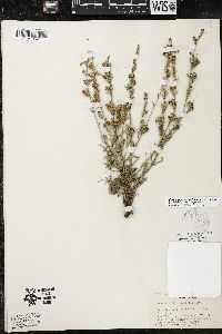 Penstemon linarioides image