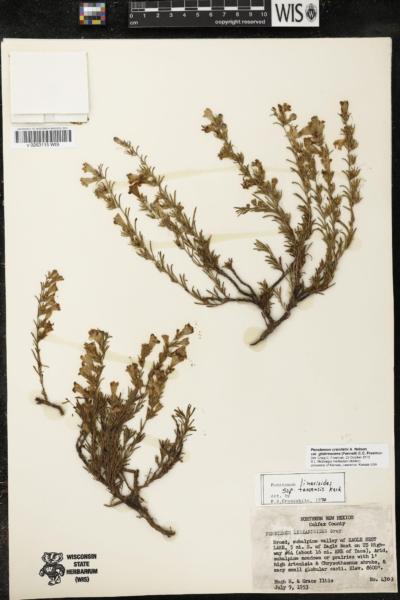 Penstemon crandallii image