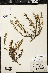 Penstemon crandallii subsp. glabrescens image