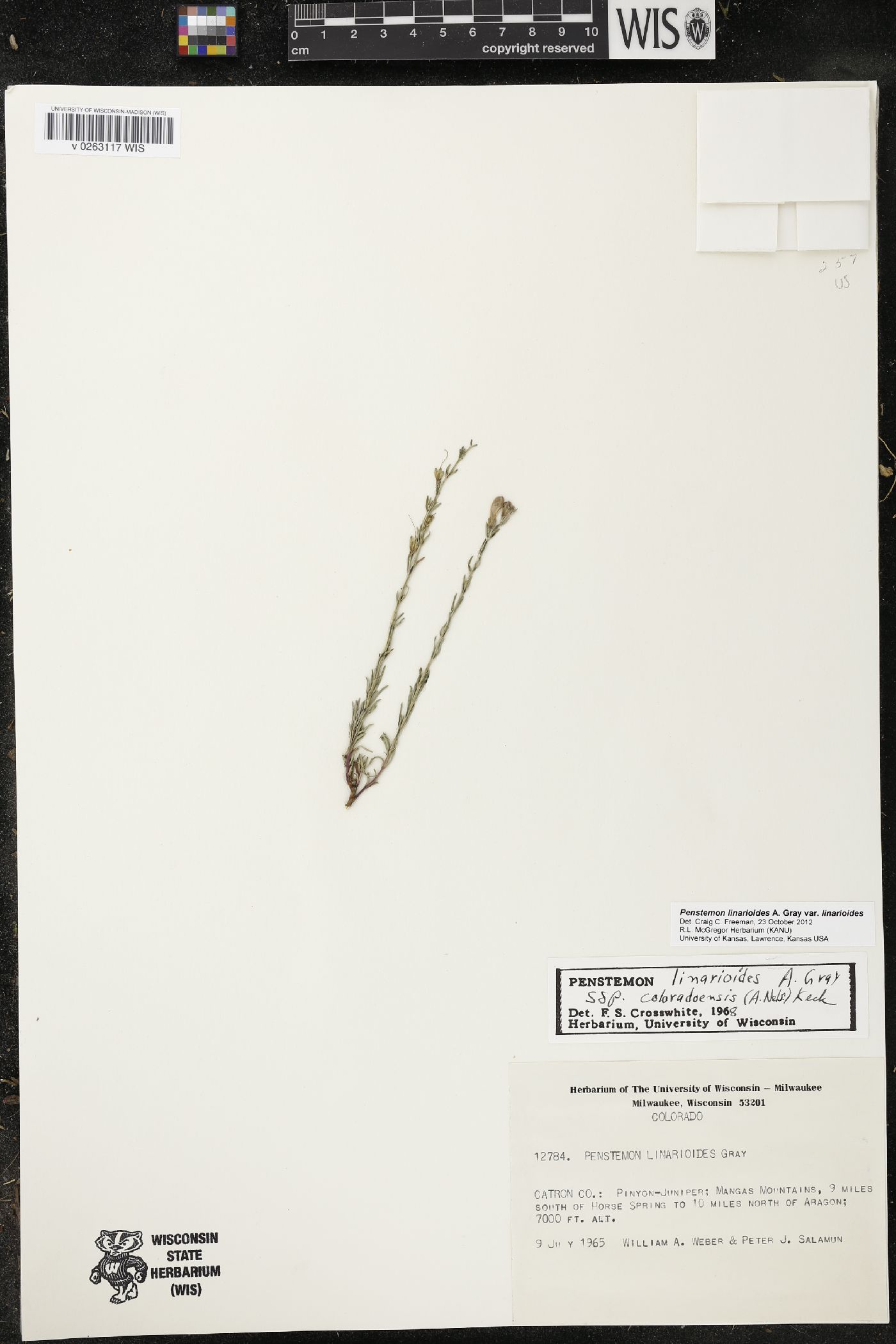 Penstemon linarioides var. linarioides image