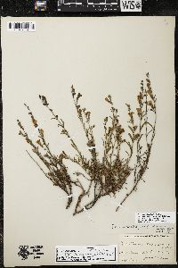 Penstemon linarioides image