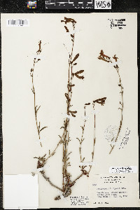 Penstemon rostriflorus image