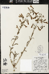 Penstemon rostriflorus image