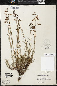 Penstemon rostriflorus image