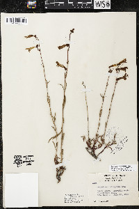 Penstemon rostriflorus image