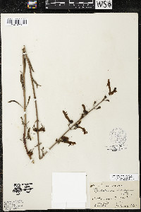 Penstemon rostriflorus image