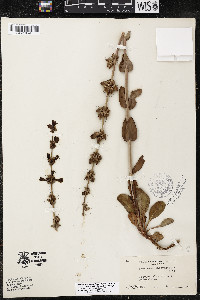 Penstemon pachyphyllus image