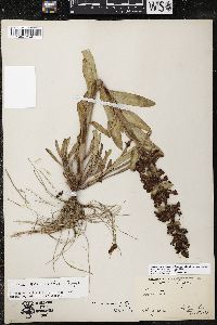 Penstemon acuminatus image