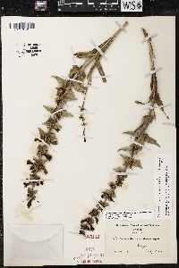 Penstemon acuminatus var. acuminatus image