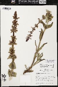 Penstemon acuminatus image