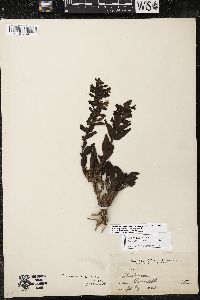 Penstemon acuminatus image