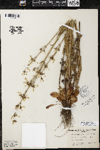 Penstemon pallidus image