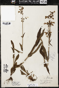 Penstemon australis image