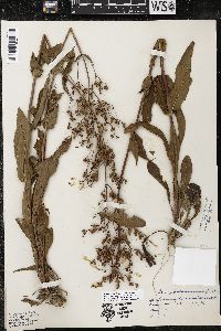 Penstemon brevisepalus image