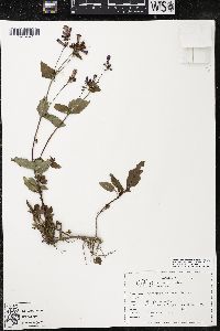 Penstemon serrulatus image