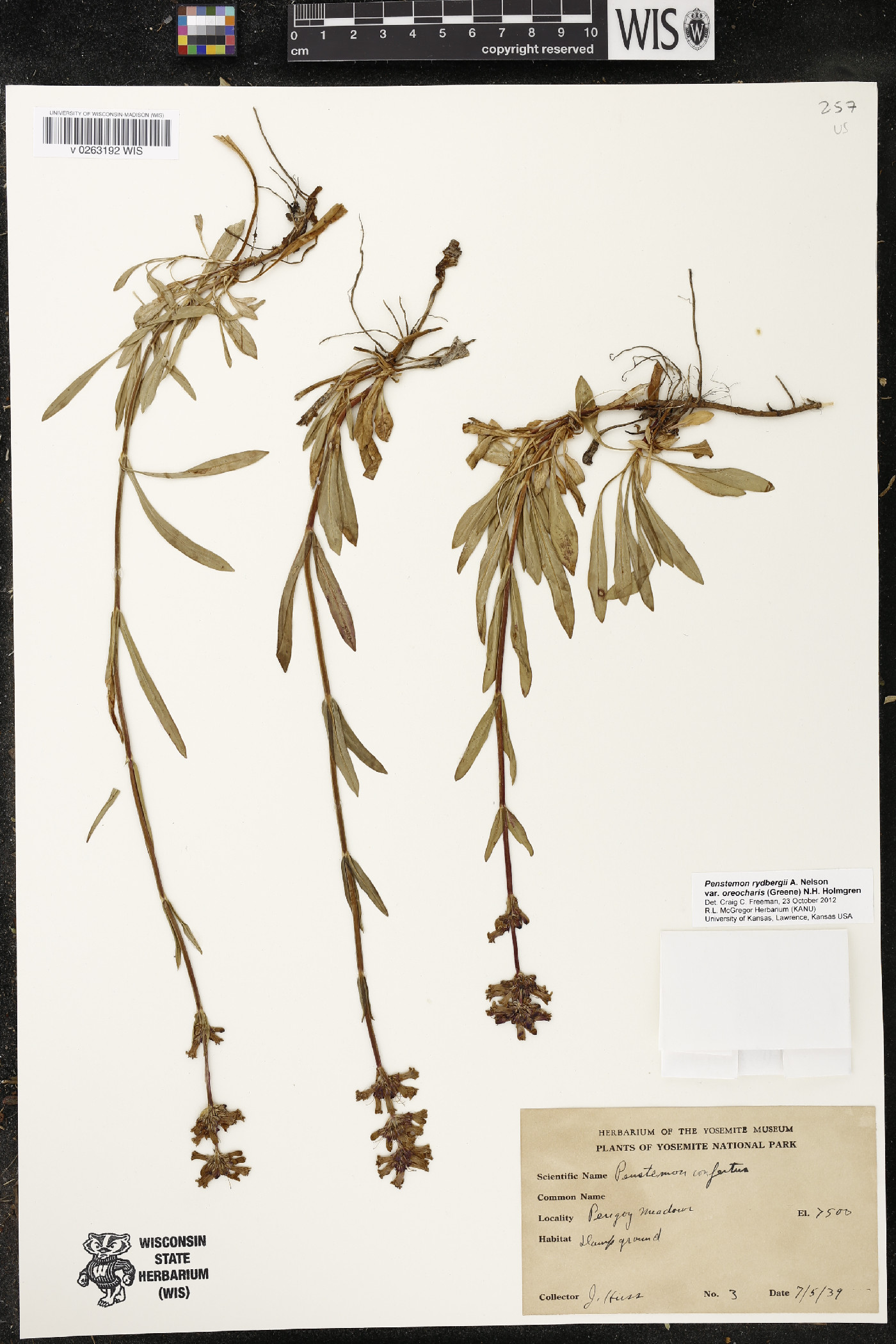 Penstemon rydbergii image