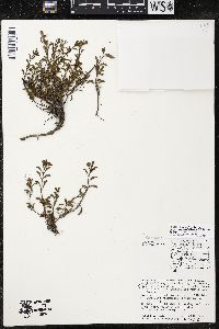 Penstemon crandallii var. procumbens image