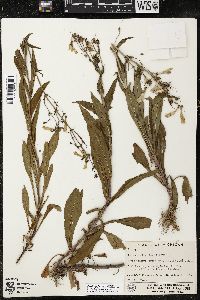 Penstemon hirsutus image