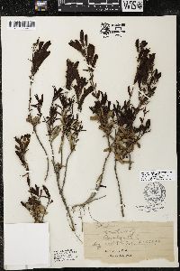 Penstemon fruticosus var. scouleri image