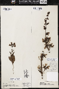 Penstemon parryi image