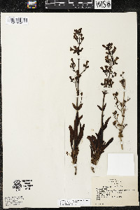 Penstemon patens image